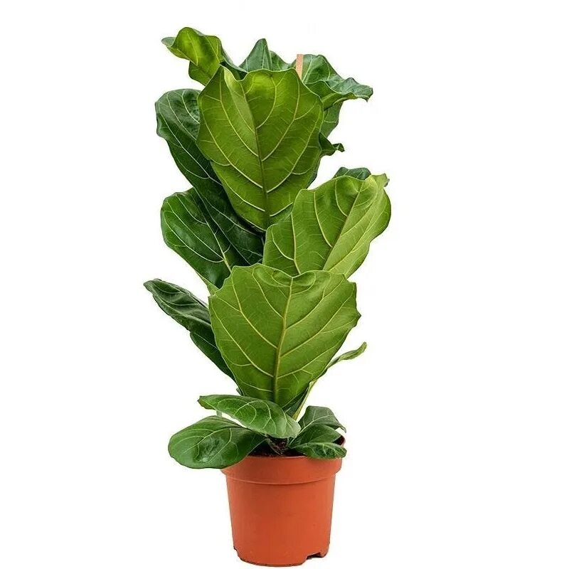 Авито фикус лирата. Цветок фикус лирата бамбино. Фикус лировидный росток. Фикус лирата 150 см. Фикус лирата.