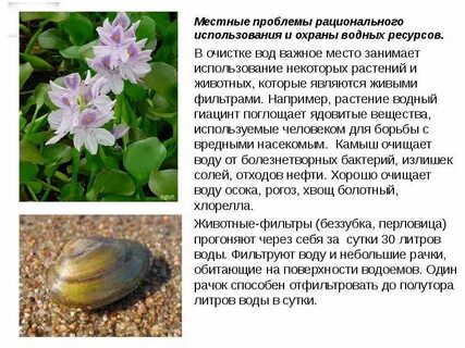Какое растение пресных вод нуждается в охране