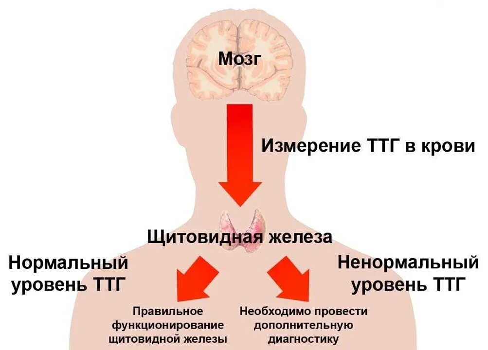 Ттг 0 0 нормально. Тиреотропный гормон гипофиза норма. ттг 4 щитовидная железа. за что отвечает гормон ттг щитовидной железы. ттг тиротропин норма.
