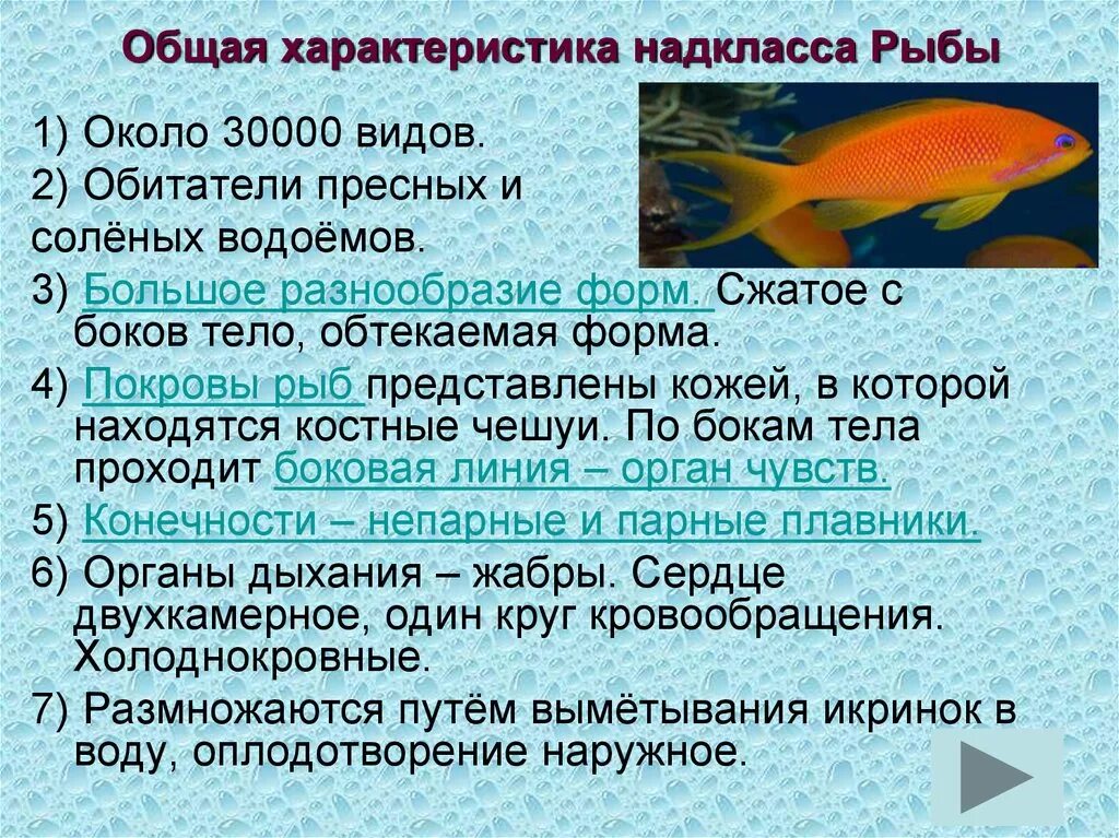 Значение рыб в природе сообщение. Общая характеристика класса рыб биология 7 класс. Класс рыбы общая характеристика. Общая характеристика надкласса рыбы. Характеристика класса рыб.