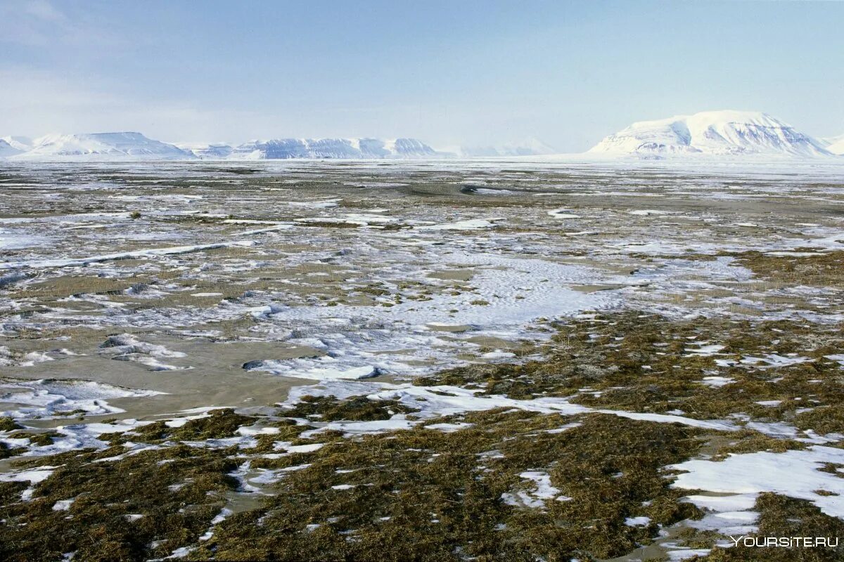 Арктическая Мохово-лишайниковая тундра. Климат тундры летом. Зона арктической тундры. Арктические пустыни и тундра. Ледяная тундра