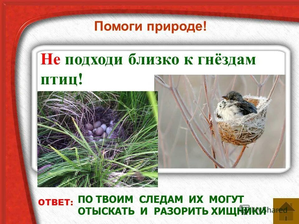 Настала пора гнездышко выстилать. Разновидности гнезд птиц. Не подходите близко к гнездам птиц и не разоряйте их!. Презентация гнезда птиц для дошкольников. Не подходите близко к гнездам птиц.