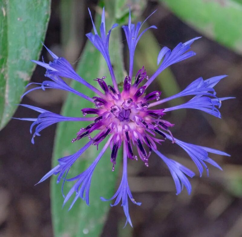 Купить билеты на василек. Бодяк Василек Луговой. Василёк Луговой Centaurea jacea. Centauréajácea – Василёк Луговой. Бодяк полевой Василек.