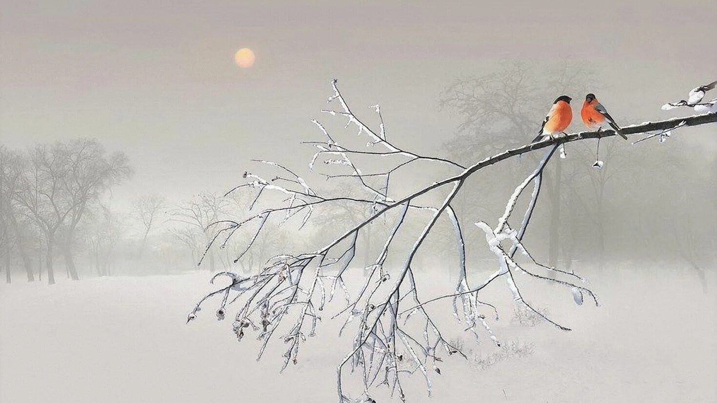 Ветки в снегу. Зимняя ветка. Птицы на заснеженных ветках. Февраль картинки для презентации