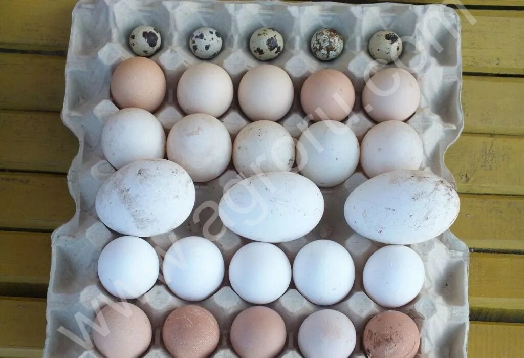 Брянская область куплю яйцо. Инкубационное яйцо. Яйца куриные инкубационные. Инкубационное яйцо бройлера. Инкубаторские яйца.