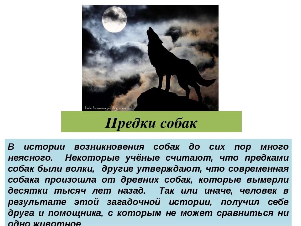 Появление собак. Происхождение собак. Предки современных собак. От кого произошли собаки. Собаки произошли от волков