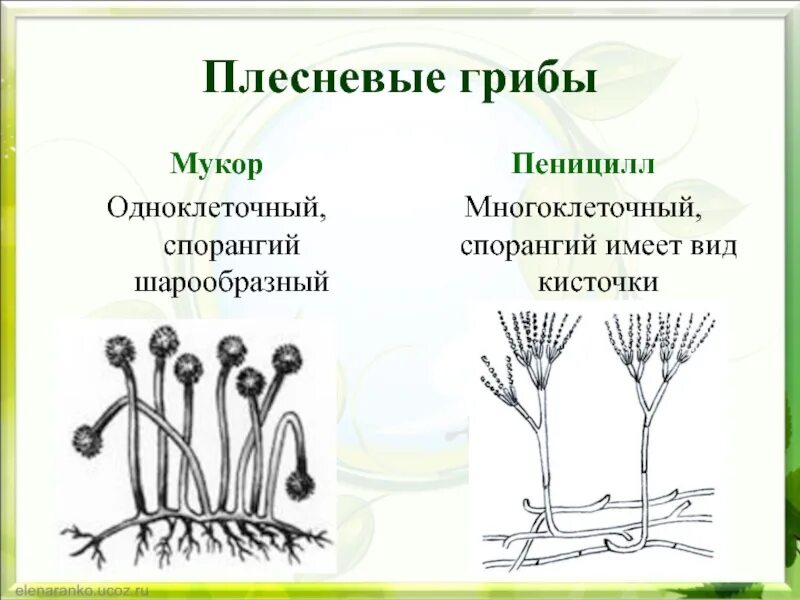 Рассмотрите изображение шести организмов пеницилл мукор