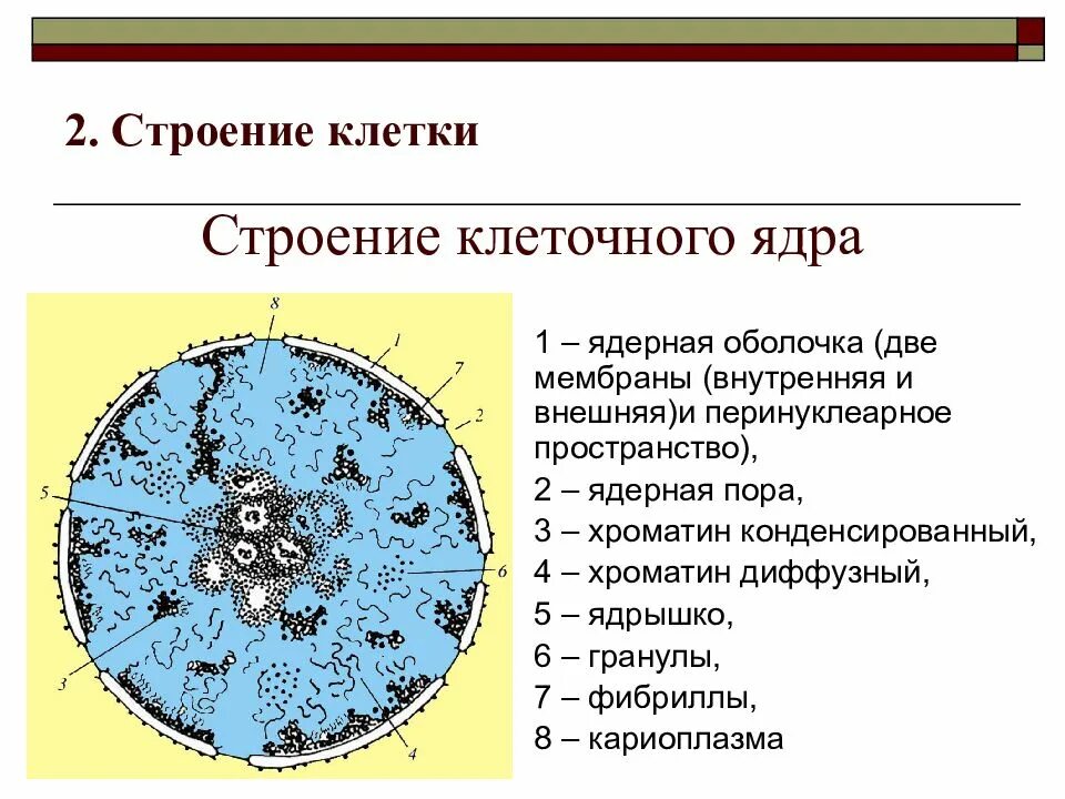 Как называется отверстие в оболочке ядра клетки. Клетка жизненный цикл клетки анатомия. Строение двух клеток. Строение клетки определение. Строение ядра клетки.