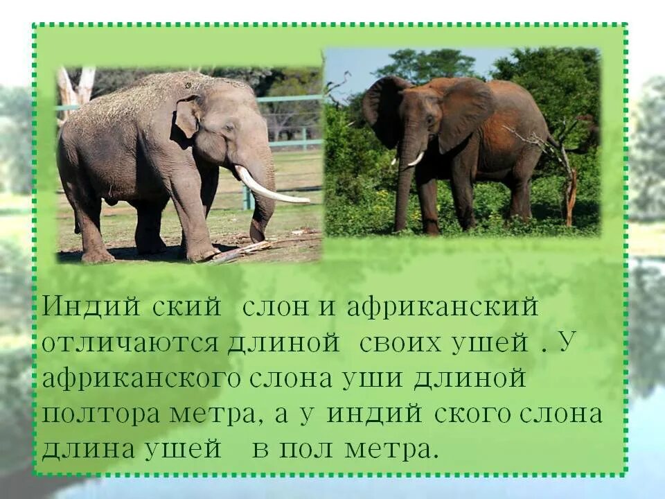 Доклад про слона. Где живет индийский слон. Африканский слон. Слоны краткое описание. Африканский и индийский слон различия.