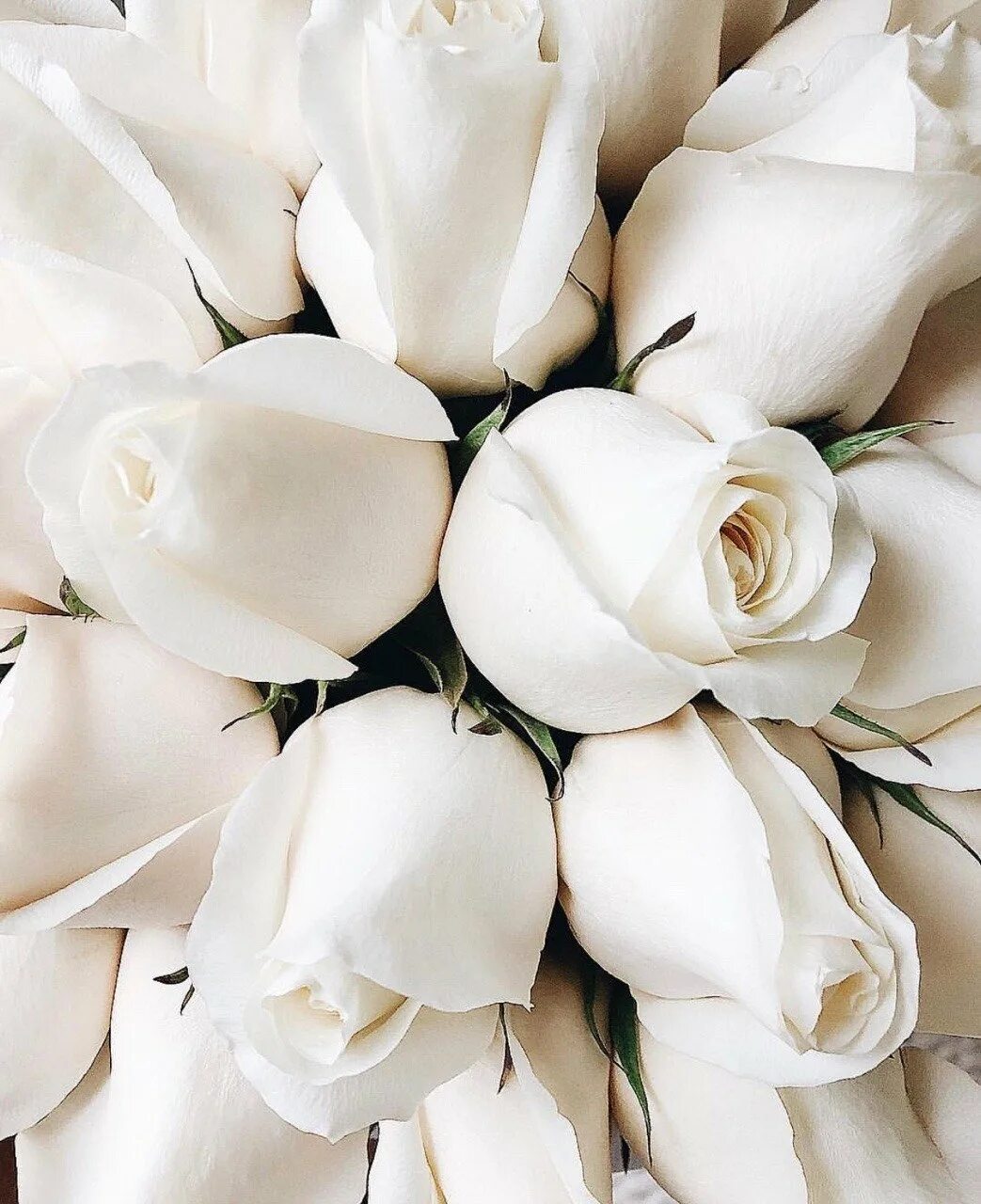 Белые цветы. Цветы белые розы. Красивые белые цветы. Белоснежные розы.