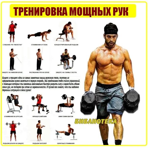 Брахиалис бодибилдинг. Накачать предплечья. Накаченный бицепс. Большие бицепсы. Как сделать руки сильными.