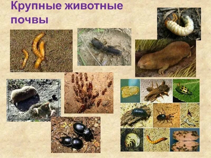 Живые организмы обитающие в почве. Почвенные обитатели. Почвенные обитатели. Почвенные беспозвоночные. Земляная крыса слепыш.