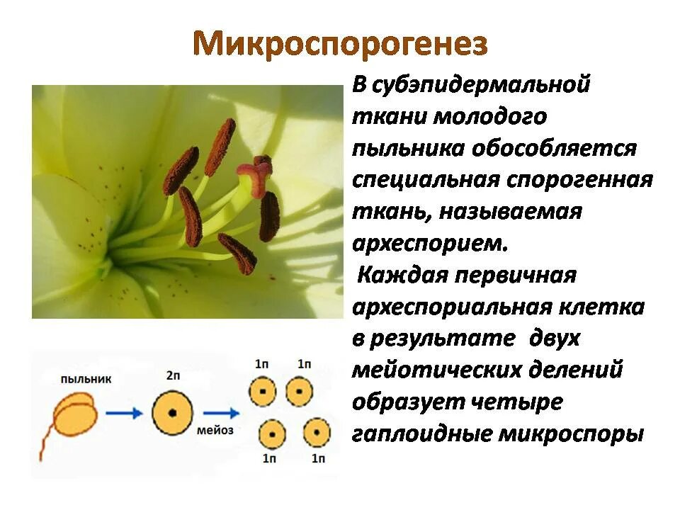 Микроспорогенез мегаспорогенез гаметогенез. Микроспорогенез покрытосеменных схема. Микроспорогенез голосеменных растений. Гаметогенез покрытосеменных.