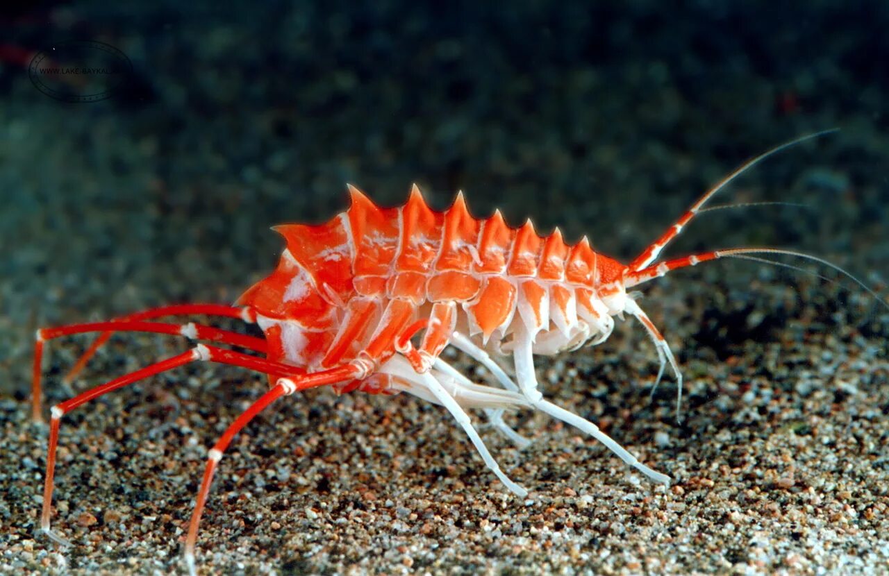 членистоногая рыба. рак-богомол (stomatopoda). мантис шримп. ракообразные лангуст. членистоногая рыба.