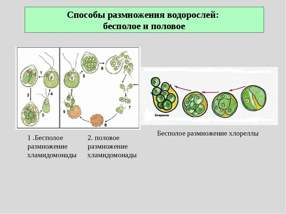 Цикл хламидомонады схема. Бесполое размножение хлореллы. Половое размножение хлореллы. Размножение водорослей хламидомонада.