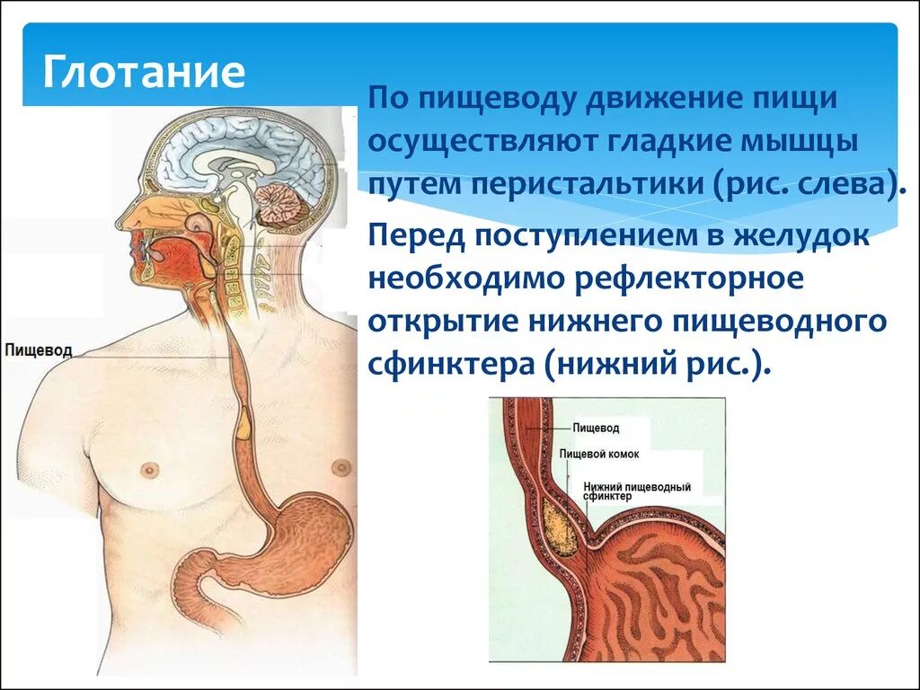 Поступление пищи в пищевод. Пищевод пищеварительный сок.