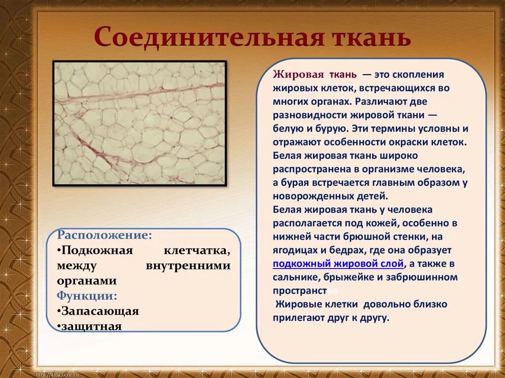 Запасающая функция кости. Жировая ткань строение и функции местоположение. Соединительная ткань жировая ткань строение и функции. Жировая ткань это соединительная ткань. Жировая соединительная ткань строение.