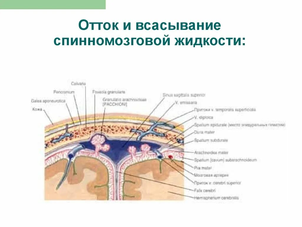 Какую функцию выполняет спинномозговая жидкость. Оболочки спинного и головного мозга. цереброспинальная жидкость.. схему оттока цереброспинальной жидкости.. схема циркуляции спинномозговой жидкости. отток спинномозговой жидкости анатомия.