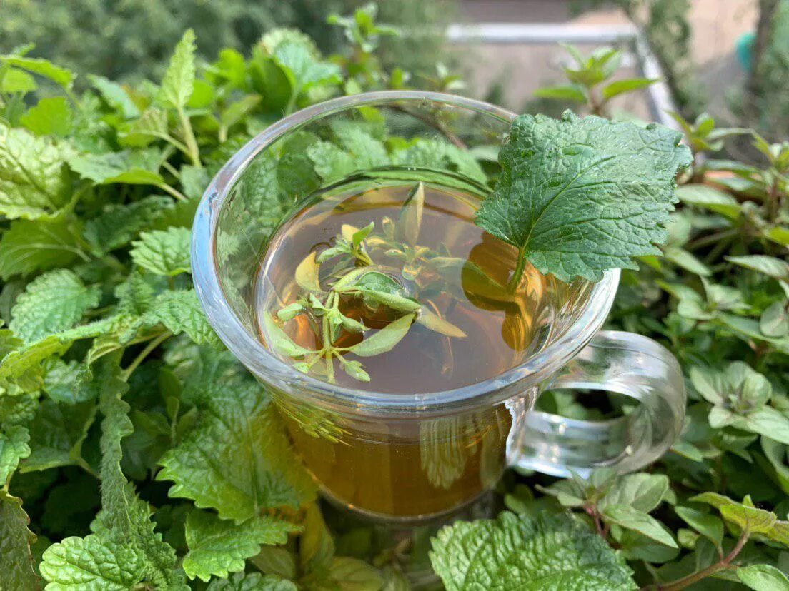 Почему в жару пьют. Травяной чай. Зеленый травяной чай. Горячий травяной чай. Травяной чай в жару.