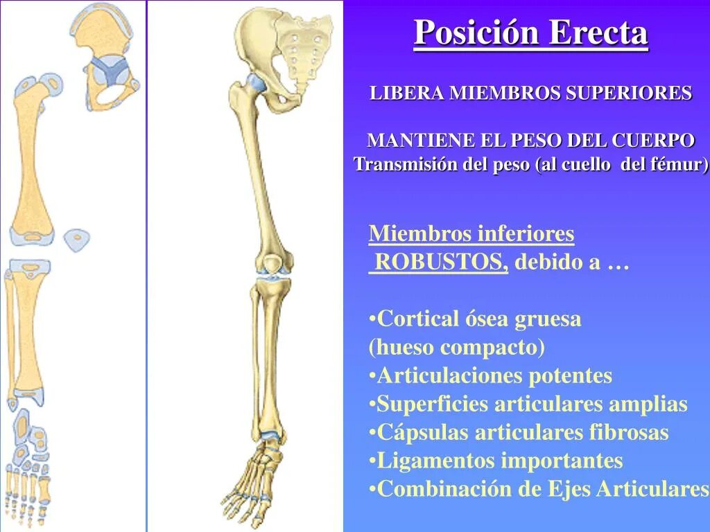 Skeleton membri латынь. Укажите отделы skeleton membri superioris liberi. кортикал кости. inferiores.