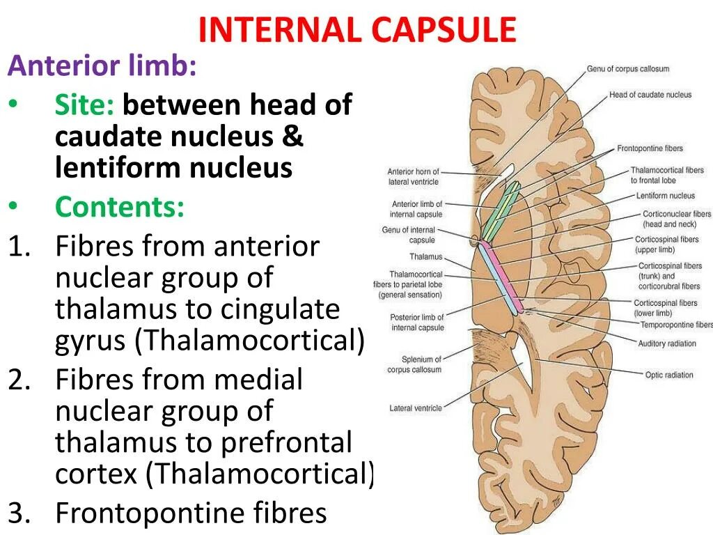 Internal download. Internal Capsule. Anterior Limb of Internal Capsule. Internal Capsule Brain. Внутренняя капсула таламуса.