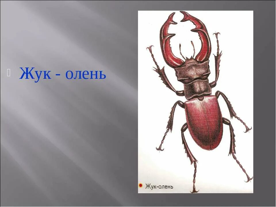 Жук олень адаптация. Жук олень рисунок. Жук олень рисунок для детей. Жук олень сверху. Жук олень картинка для детей.