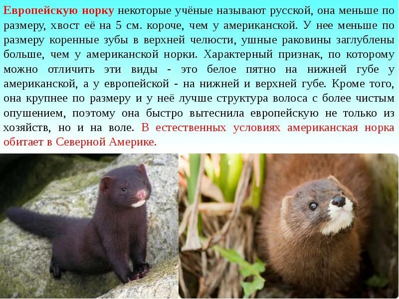 Норка европейская и норка американская. Европейская норка конкуренция американская и европейская. Чем отличается американская норка от европейской. Норка европейская и норка американская. Чем отличается американская норка от европейской.
