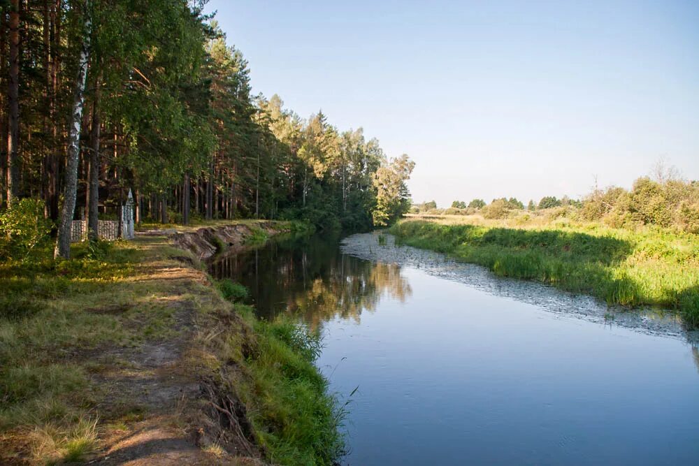 азиатский речной бобр. речной бобр. бобр речной (лат. река бобр. бобр на реке.