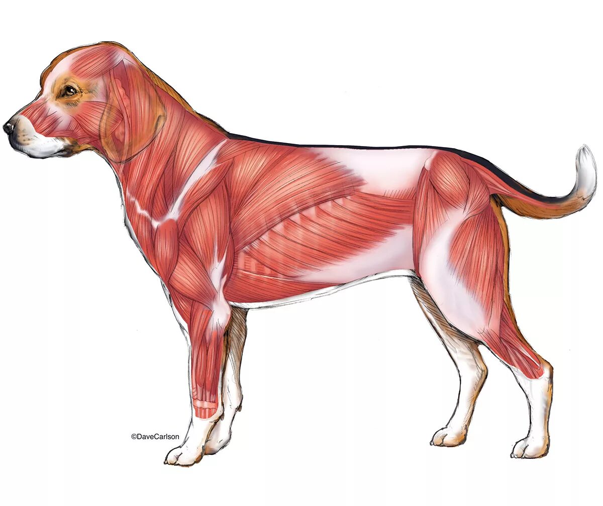 Сухожилие животных. Мускулатура система анатомия собаки. Скелетная мускулатура собаки. Мышечная система млекопитающих. Анатомия кобеля.