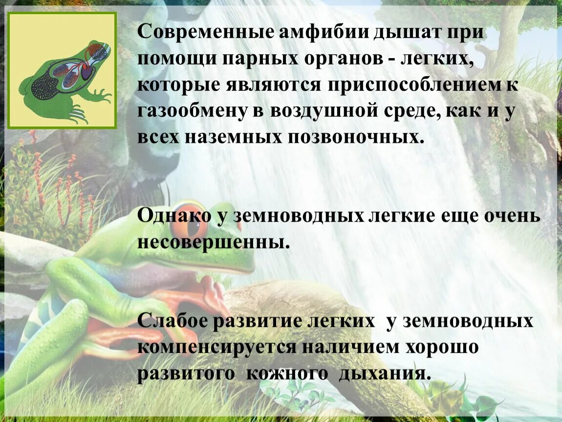 Земноводные дышат. Амфибии дышат. Земноводные дышат с помощью. Взрослые земноводные дышат при помощи. Функции дыхания у взрослых земноводных