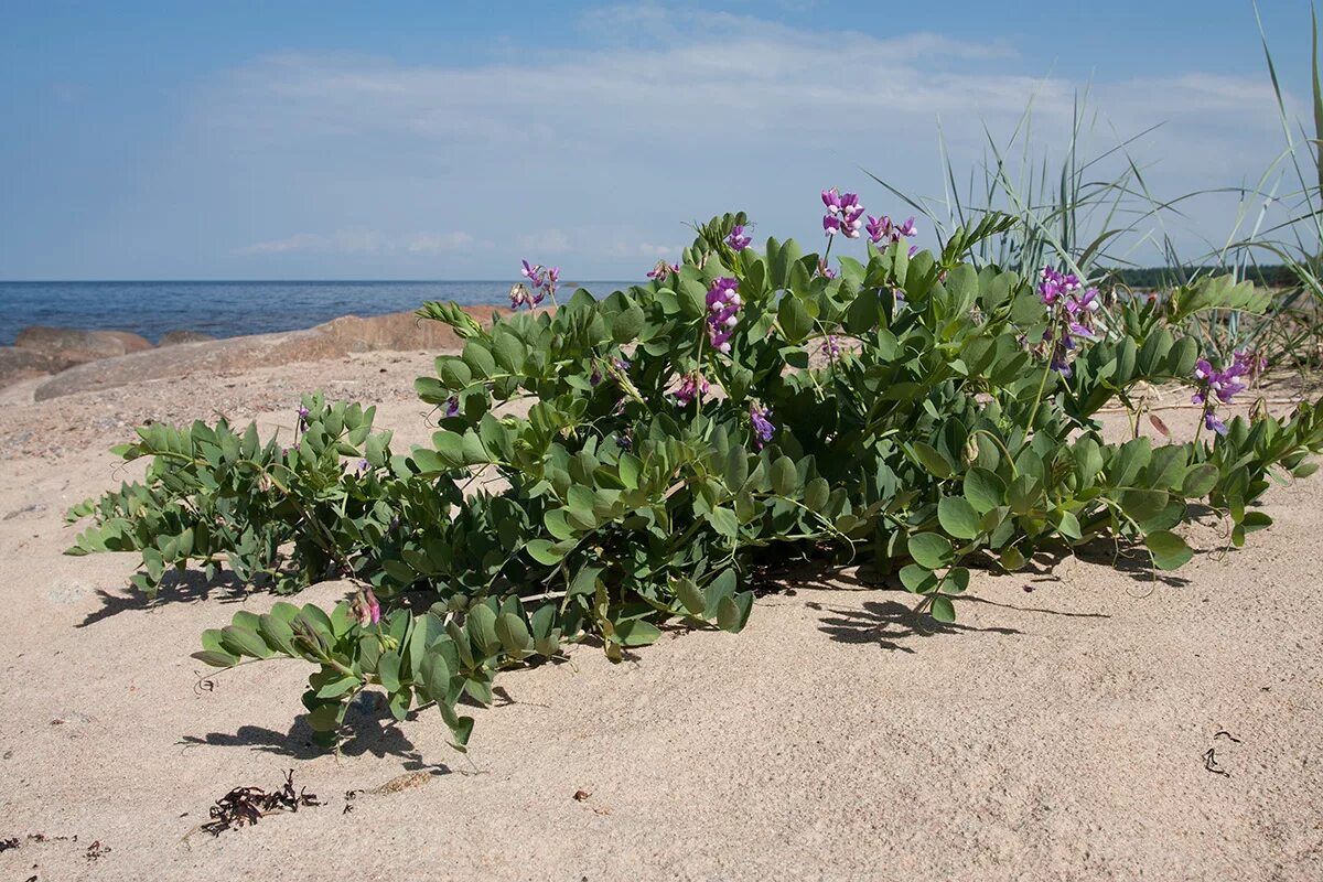 Морской горох. Чина Приморская Lathyrus maritimus. Lathyrus japonicus Willd.. Чина морская. Прибрежные цветы.