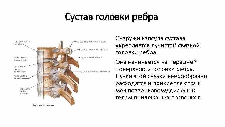 Соединение ребра с грудным позвонком. Сустав головки ребра оси вращения. Соединение головки ребра с позвонком. Бугорок ребра. Реберно позвоночных суставов.