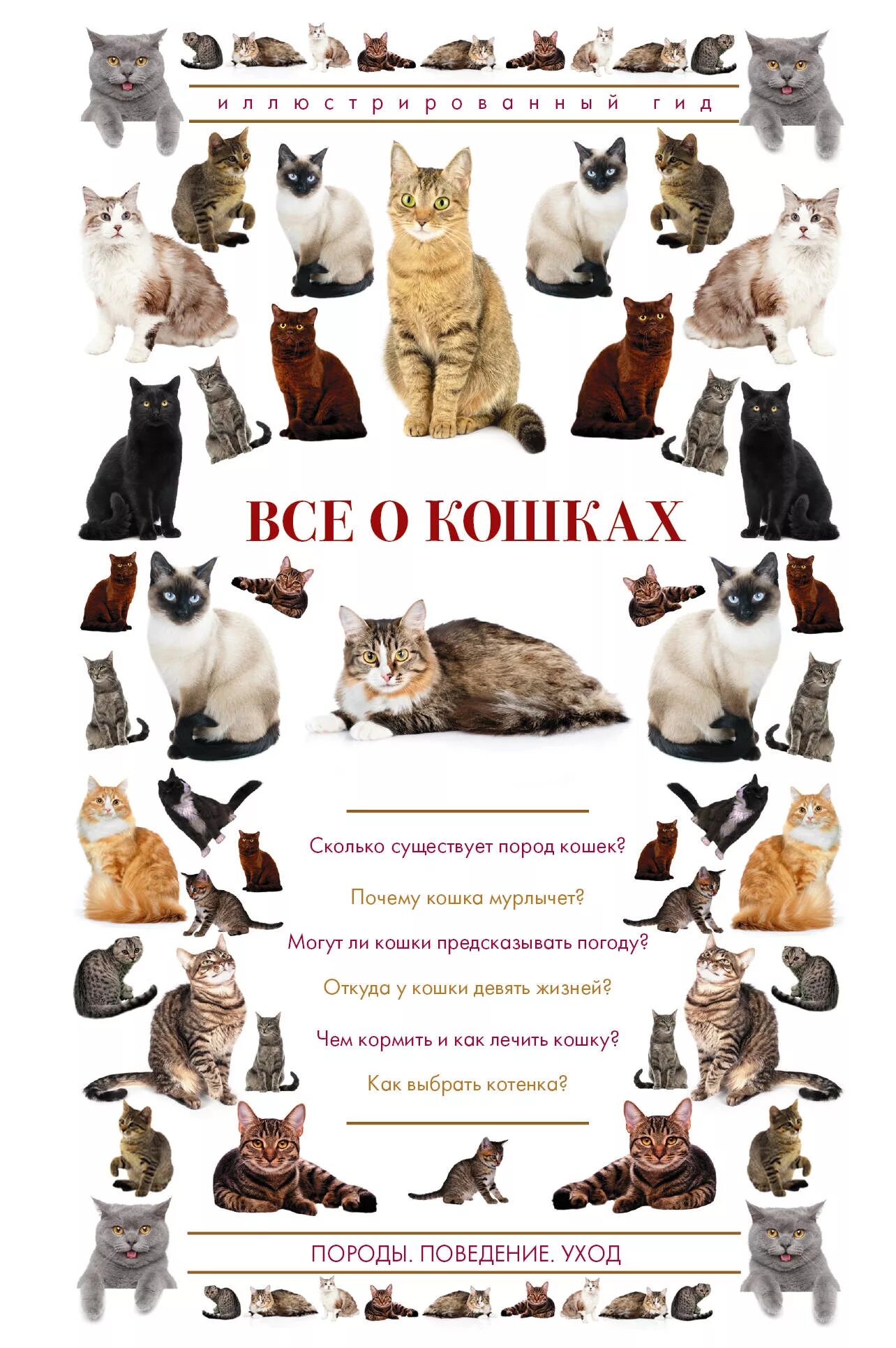 Список пород кошек. Породы кошек с названиями. Все о кошках книга. Название всех пород кошек. Породы кошек плакат.