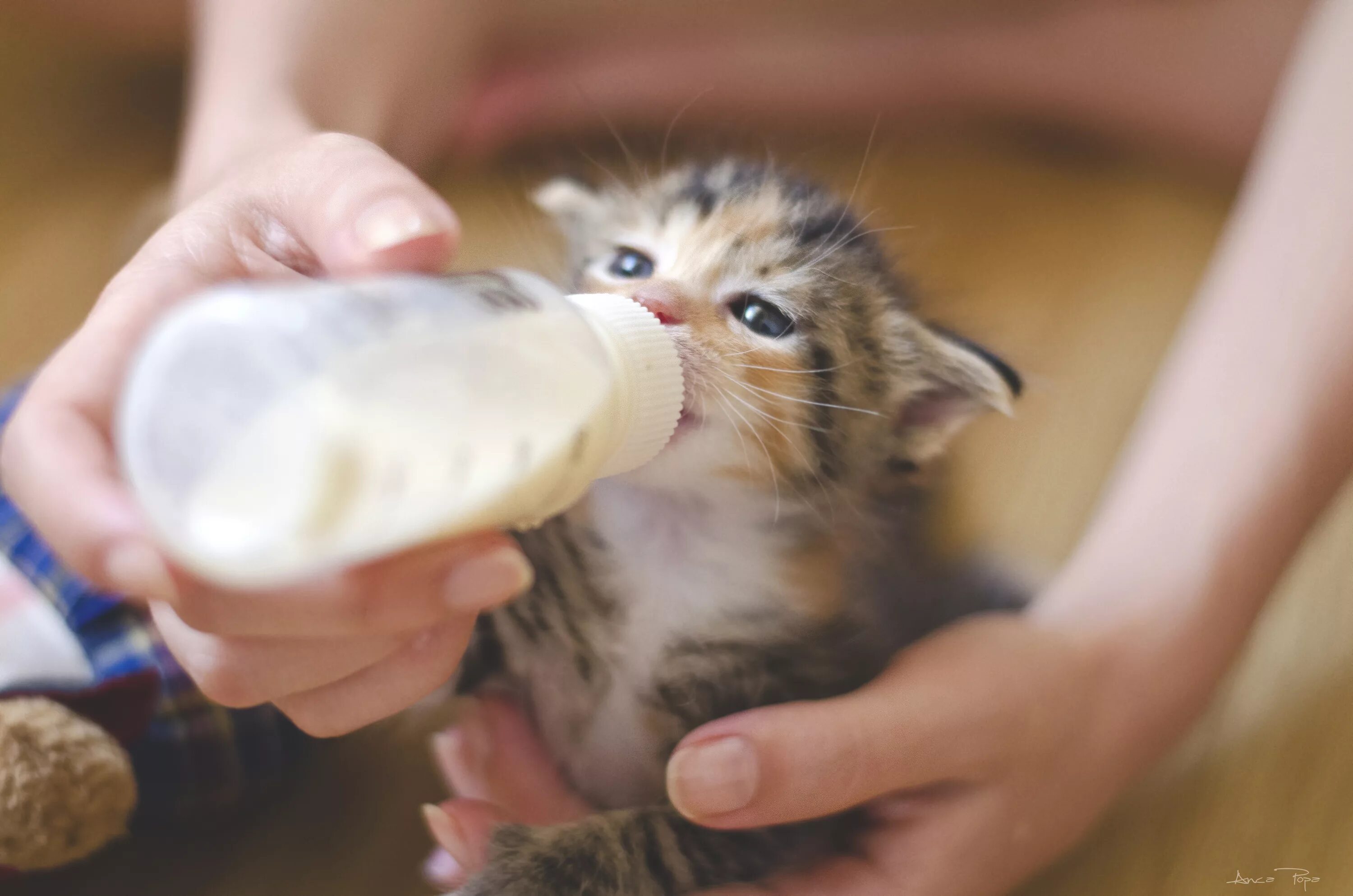 Котенок пьет из бутылочки. Котенок пьет молоко. Кошка пьет молоко. Человек кормит кота.