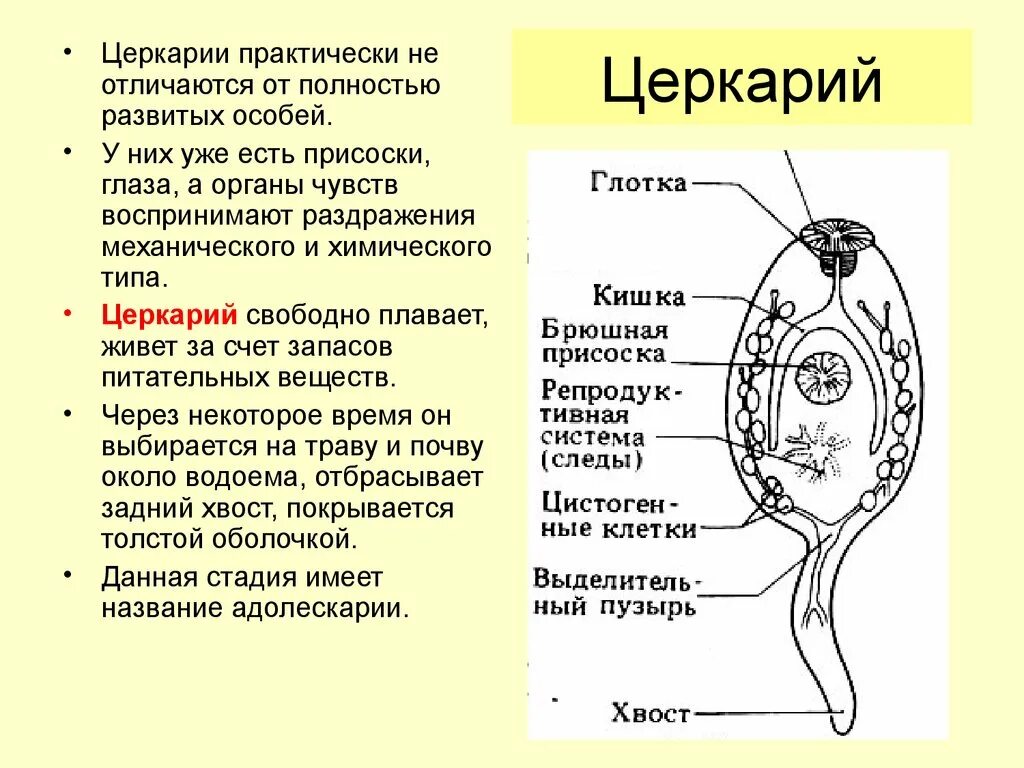 Личиночная стадия сосальщиков - церкарий.. Церкарий трематод строение. Строение церкария печеночного сосальщика. Церкарий сосальщиков строение. Личиночных стадий сосальщиков