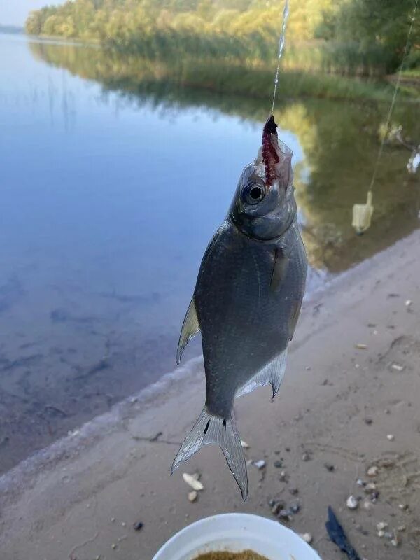 русфишинг форум вести с водоемов водохранилище. река великая псковская область ловля голавля. истринское водохранилище рыбалка русфишинг. нужен ли поводок на балансир. жизнь похожа на рыбалку.
