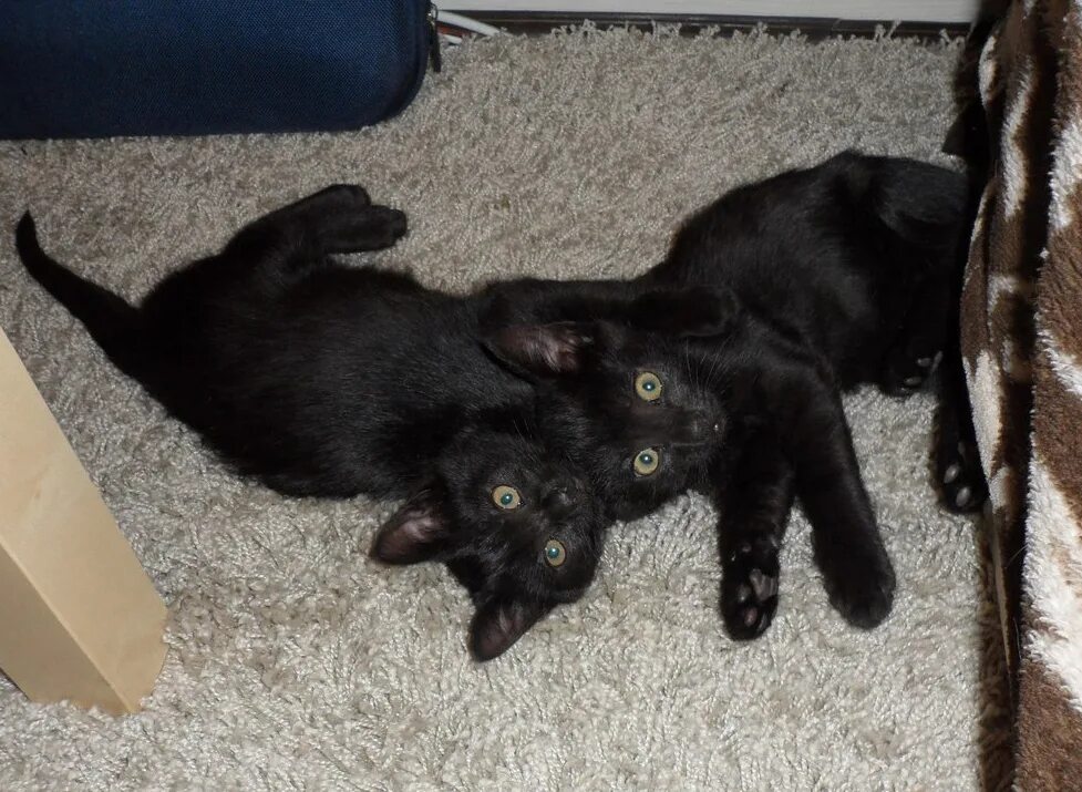 кот плачет фото. кошка окотилась. найдена кошка мама. максим мама кошка. бездомный котик в коробке.