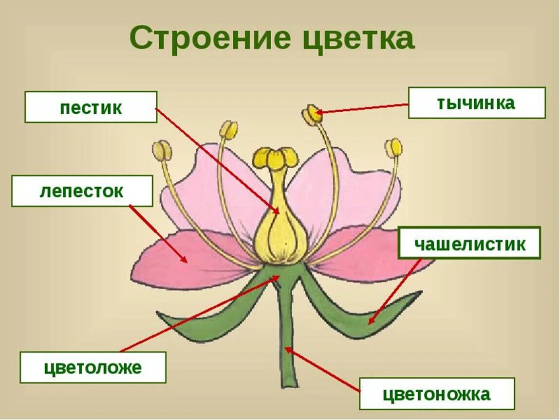 Строение цветка околоцветник схема. Строение цветка 6 класс биология. Строение цветка 6 класс биология рисунок. Строение пестика цветковых растений.