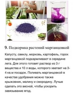Полить цветы марганцовкой