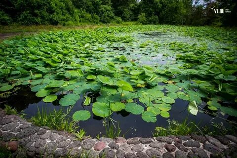 Пресные картинки