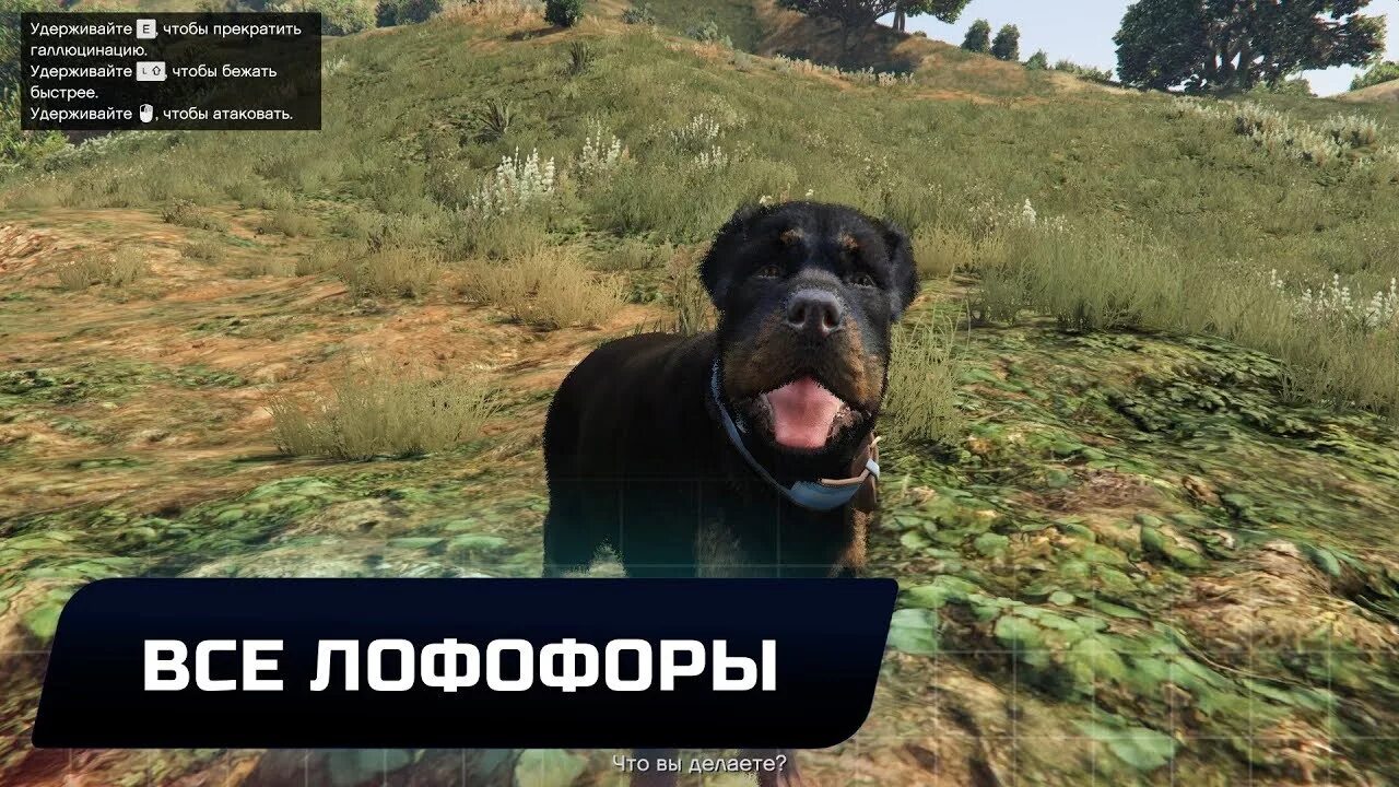 Где найти все лофофоры. Лофофоры в гта 5. gta 5 лофофоры карта. карта лофофор в гта 5. все лофофоры в гта 5.