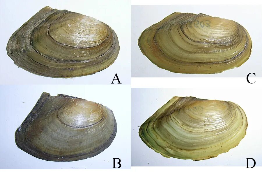 Сходство беззубки и мидии. Сходство беззубки и мидии. Живая беззубка перловица. Беззубка и перловица моллюск. Форма раковин беззубка/перловицы двустворчатых моллюсков.