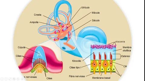 Ear tensifier