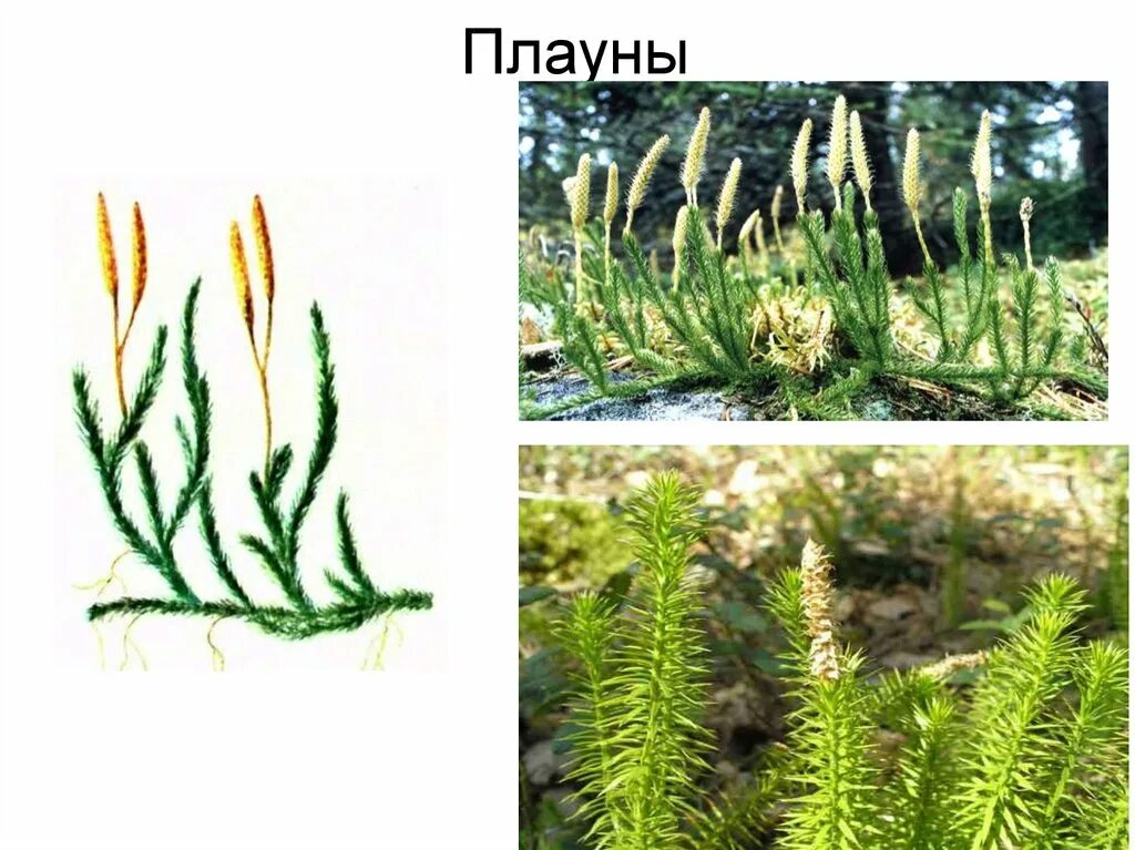 Плауновые водоросли. Плаун булавовидный. Растение плаун булавовидный. Плаун -Баранец, плаун булавовидный, плаун сплюснутый. Плаун споровое.