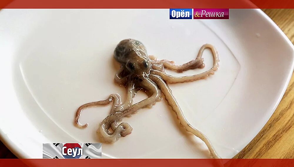Орел и решка сеул. Живой осьминог орел и решка. орел и решка осьминог птушкин. сеул орел и решка ест осьминога. орёл и решка южная корея.