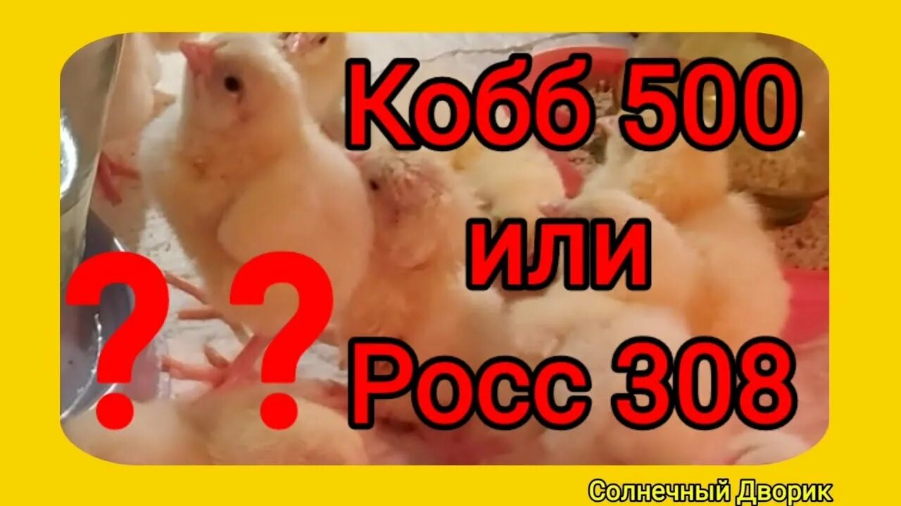 Бройлер Кобб 500. Кобб 700,500,Росс 308. Кобб 500 цыплята суточные. Бройлеры Кобб 500 и Росс. Кобб 700 характеристика отзывы преимущества