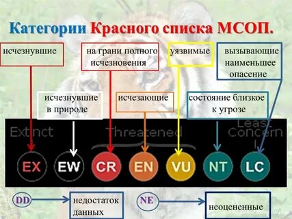 Категории редких видов