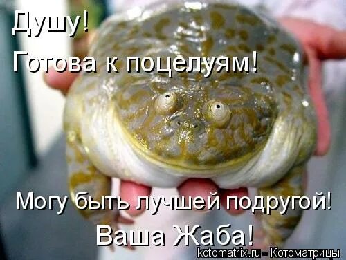 лягушка жаба тритон это. лягушка водонос. лягушка арлекин коста рика. жаба гигачад. лягушка крикунья.