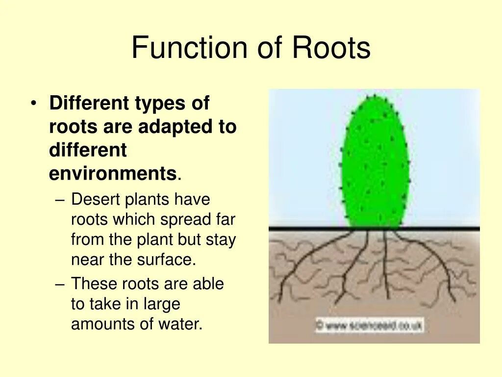 Types of roots. Root function. Different Types of roots. Desert Plant roots.