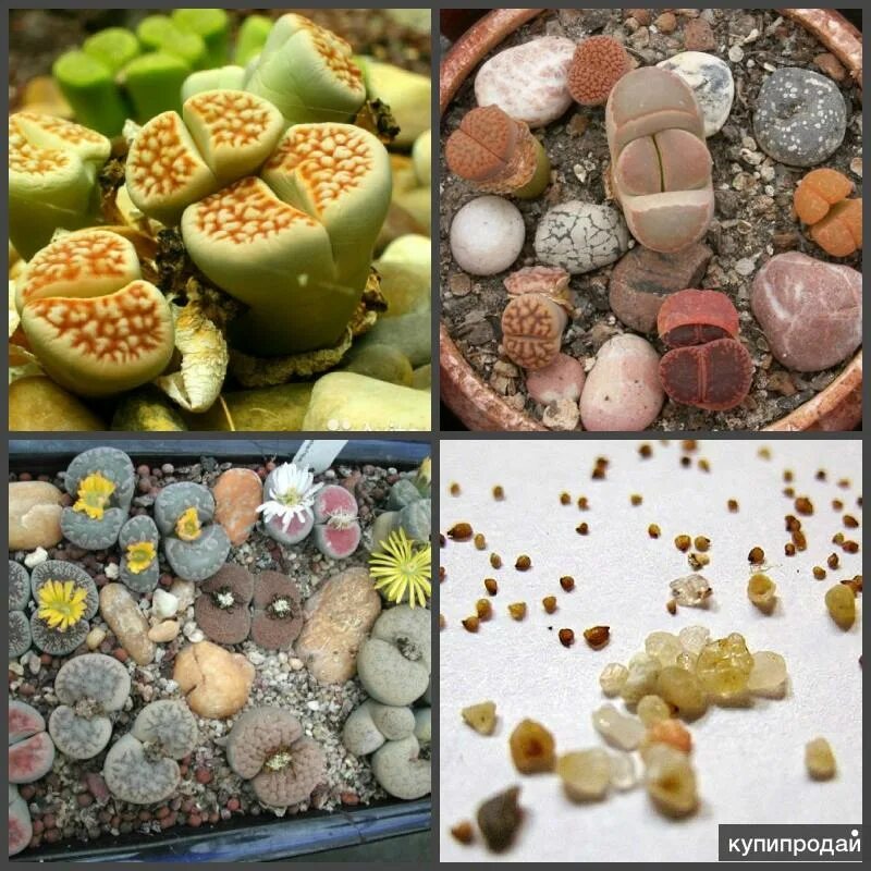 Живые камни семена. Литопс Джезин. Литопсы семена. Литопсы микс семена. Литопсы живые камни семена.